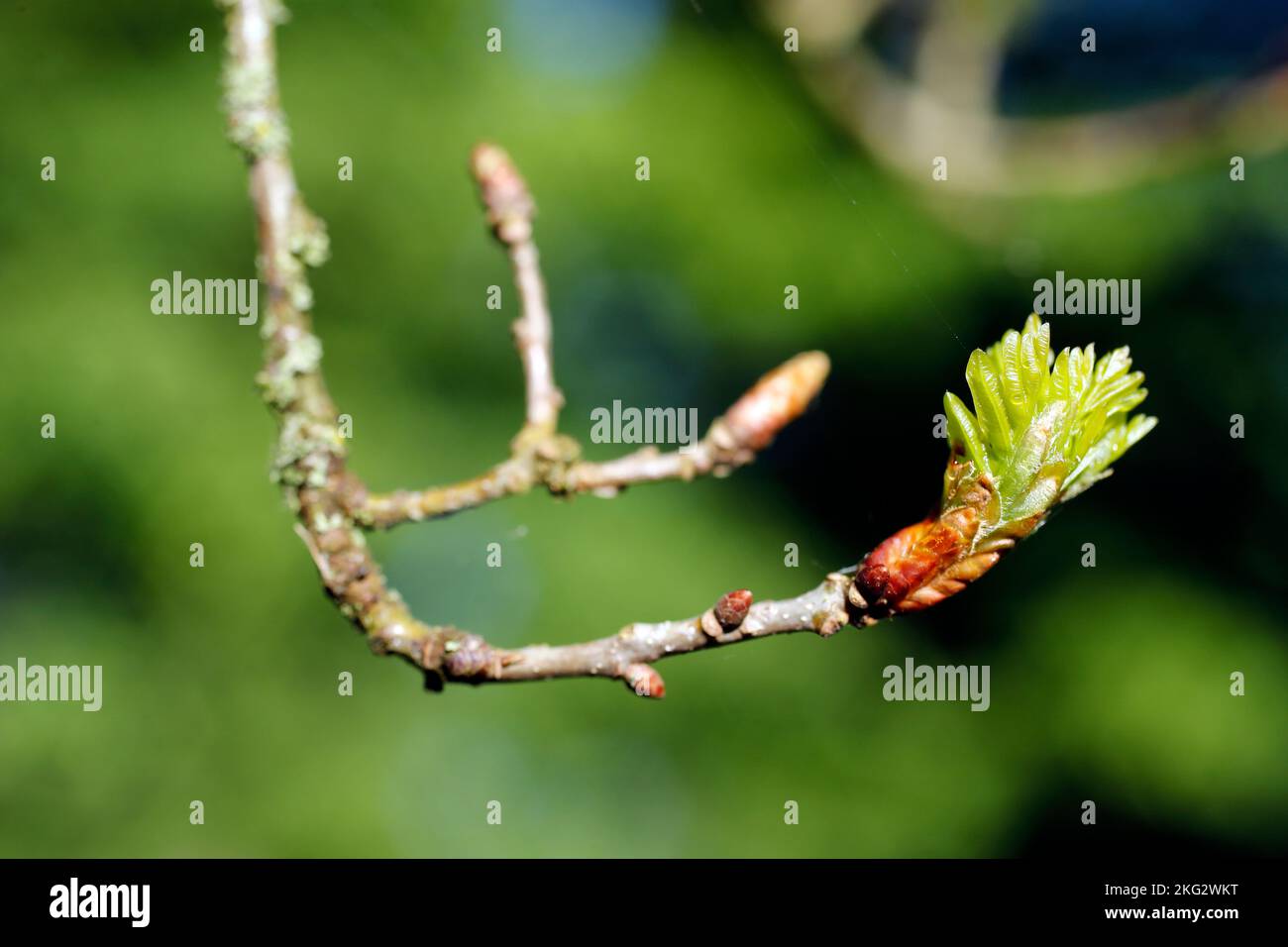 Germogli di fiori stretti verdi e una giovane rosetta di foglie su un albero in primavera Foto Stock