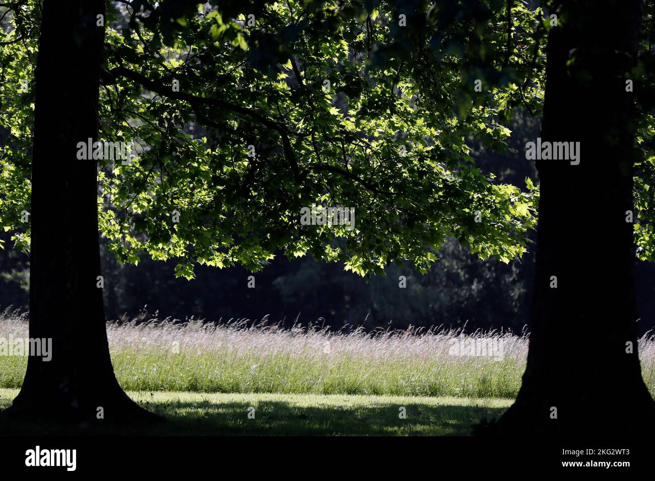 Due alberi con un campo. Campagna francese in primavera. Foto Stock