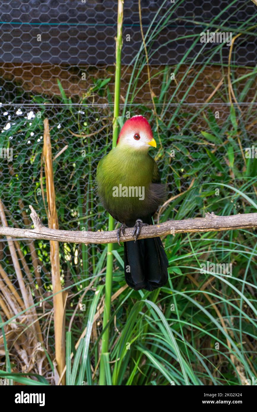 Verde e rosso esotico uccello rosso crested turaco siede su un ramo nel parco safari Badoca Foto Stock