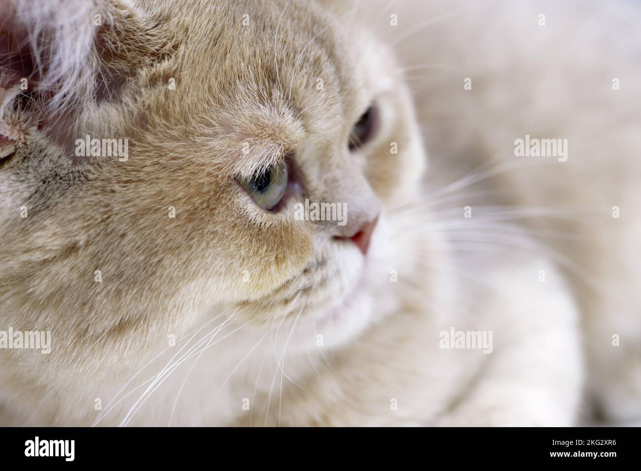 Giovane gatto shorthair britannico, pelliccia bianca e grigia, ritratto in primo piano Foto Stock