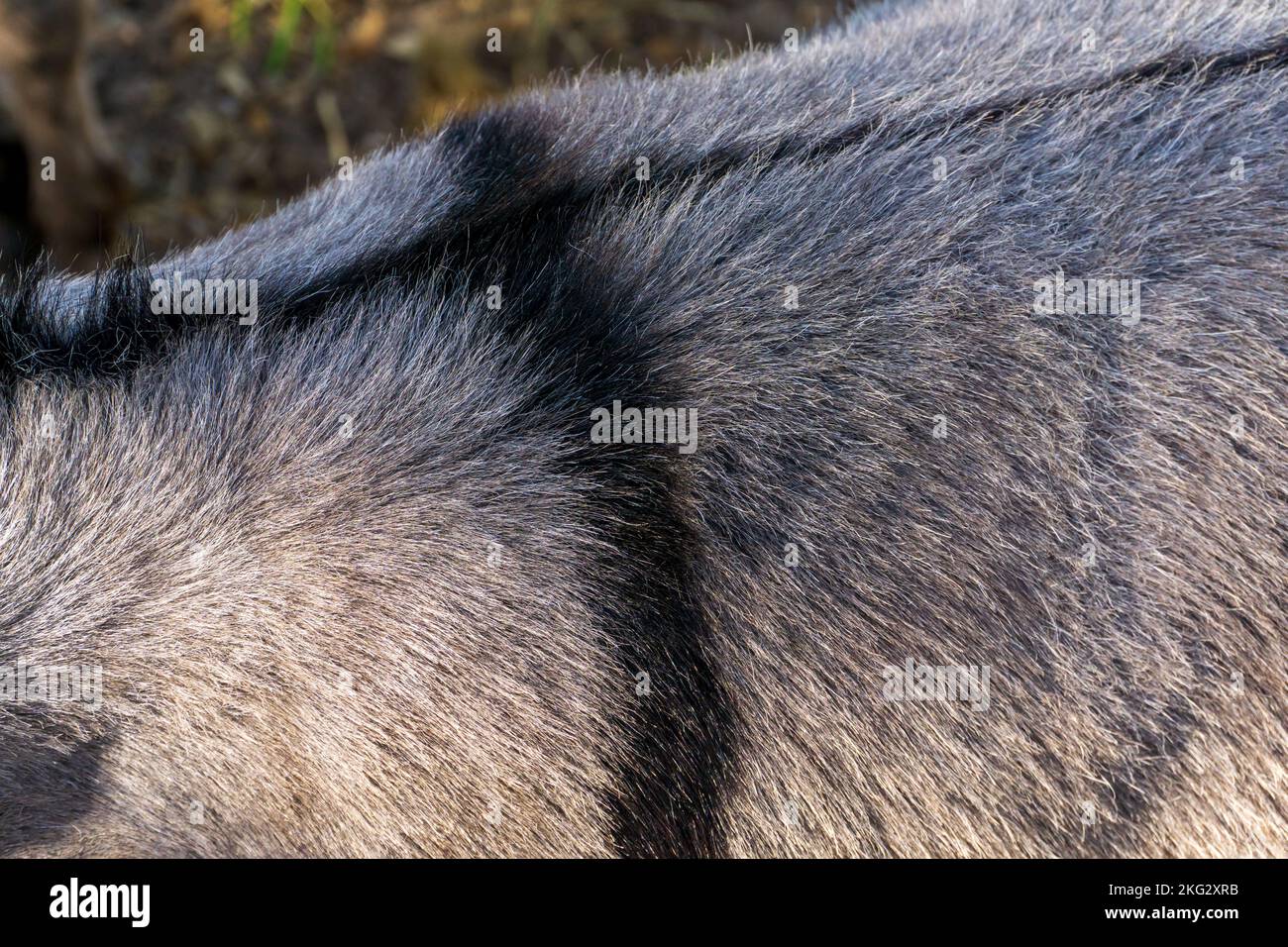 Striscia nera sul dorso grigio dell'asino da vicino Foto Stock