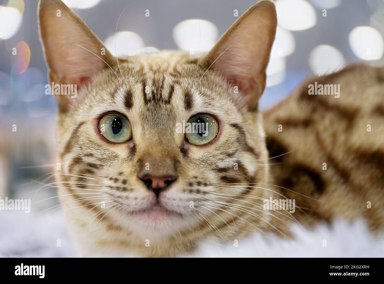 Giovane gatto bengala esotico, capelli corti castani, ritratto da primo piano Foto Stock