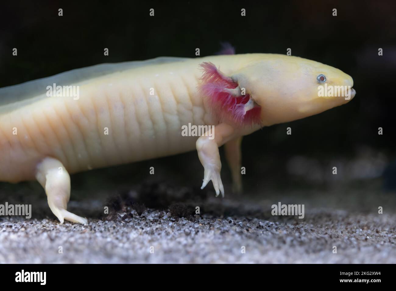 L'axolotl (Ambystoma mexicanum), salamandra paedomorfa, anfibio criticamente minacciato nella famiglia Ambystomatidae, endemico ai laghi messicani di Foto Stock