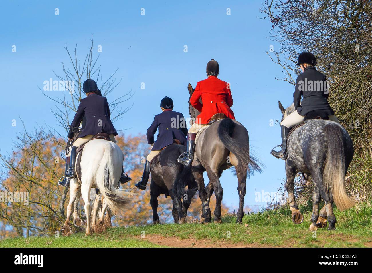 Caccia alla volpe nel Regno Unito. Vista posteriore di quattro cavalieri in campagna. Foto Stock