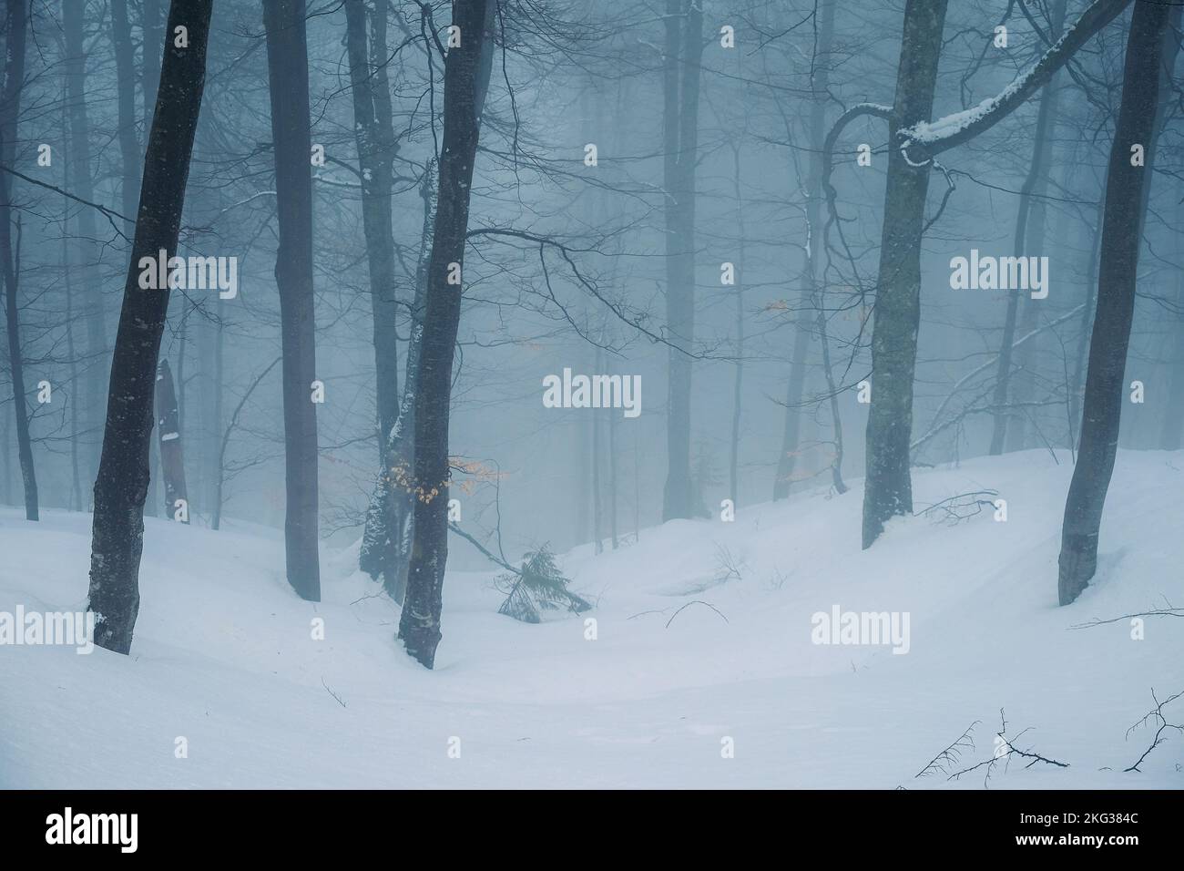 Foresta coperta di neve e fitta nebbia di giorno, in inverno. Foto Stock