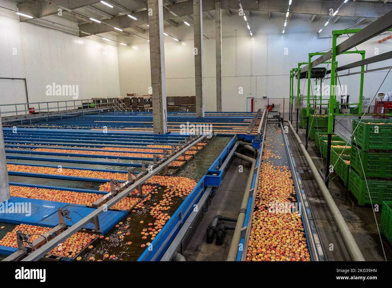 Linee di pre-ordinamento Apple con flusso di mele attraverso i profumi di Apple. Apple ricezione e lavorazione in grande Fruit Packing House struttura precedente Distretto Foto Stock