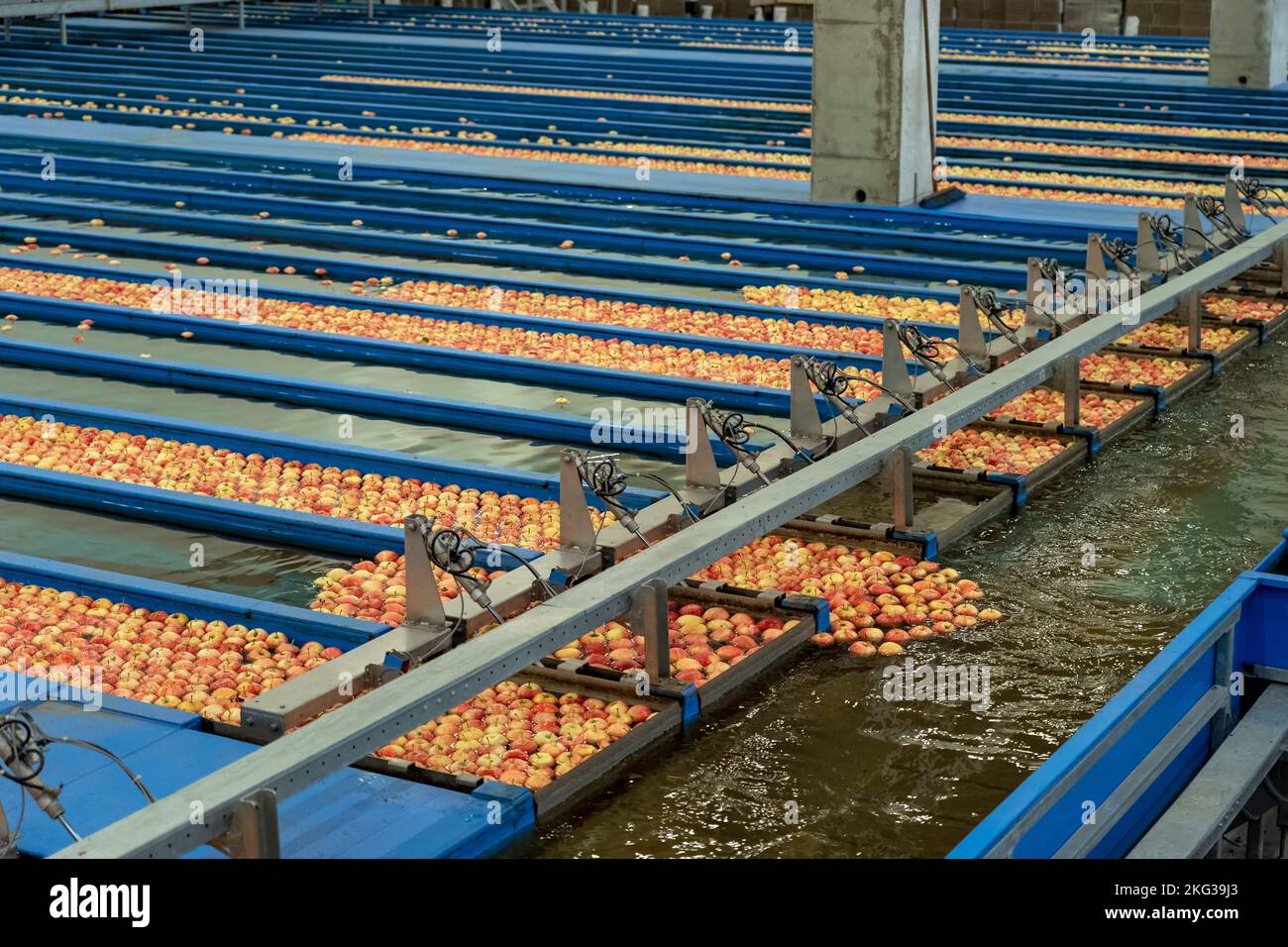 Linee di pre-ordinamento Apple con flusso di mele attraverso i profumi di Apple. Apple ricezione e lavorazione in grande Fruit Packing House struttura precedente Distretto Foto Stock