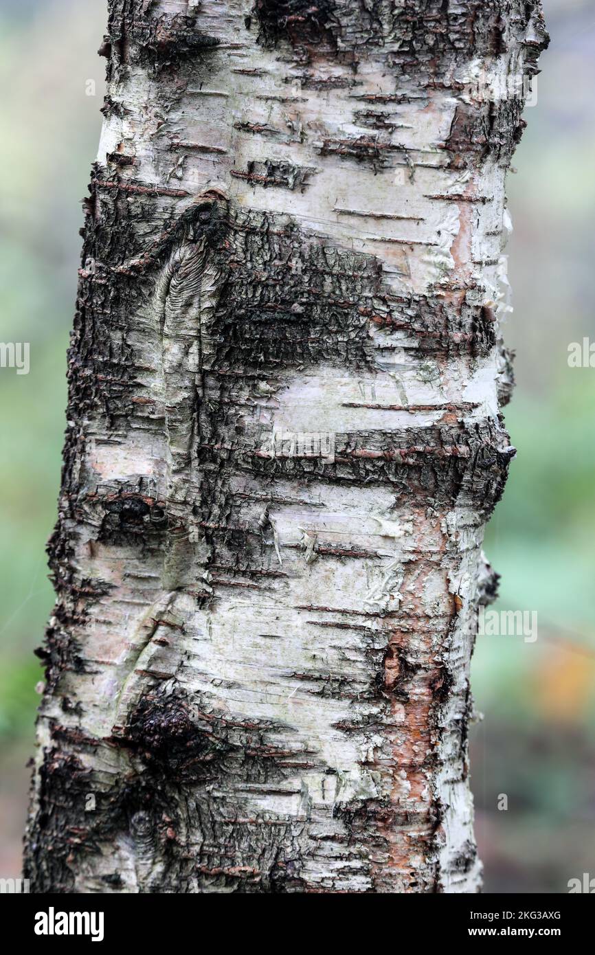Silver Birch Tree (Betula pendula) Bark, North Pennies, Teesdale, County Durham, UK Foto Stock