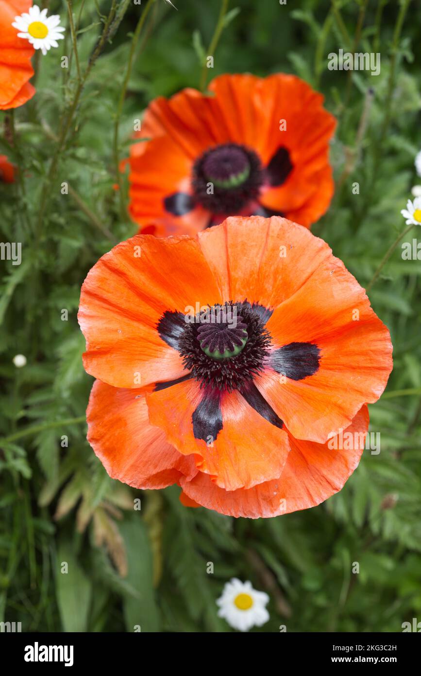 Papaveri che crescono nel giardino Foto Stock