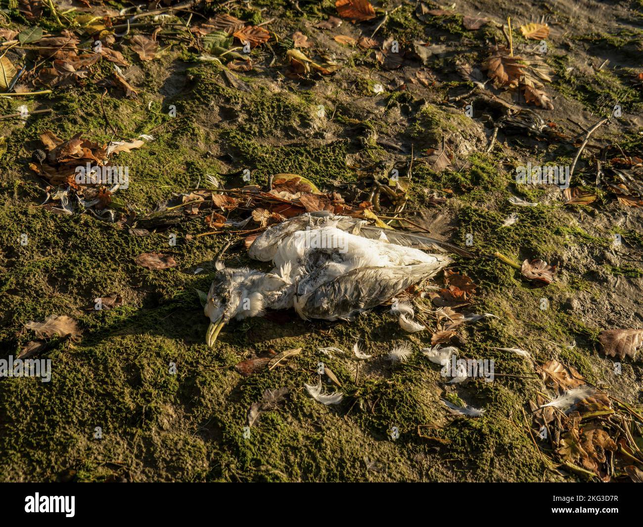 Gabbiano morto, gabbiano sulla riva della marea. Ambiente. Foto Stock