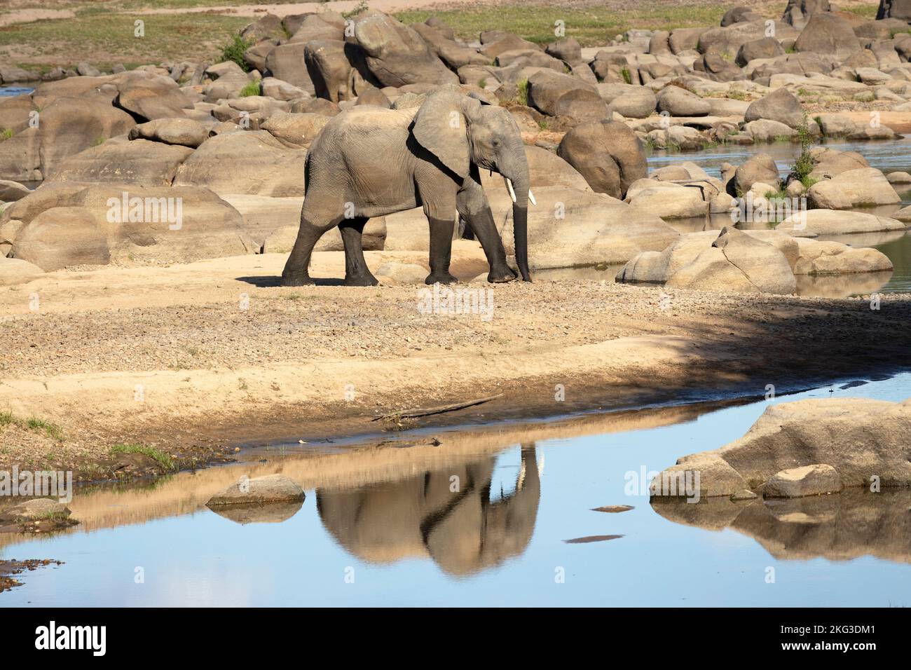 Un giovane elefante toro vaga attraverso il letto di fiume secco del Grande Ruaha River. Mentre invecchiano elefante del toro spendono più tempo via dalle mandrie Foto Stock