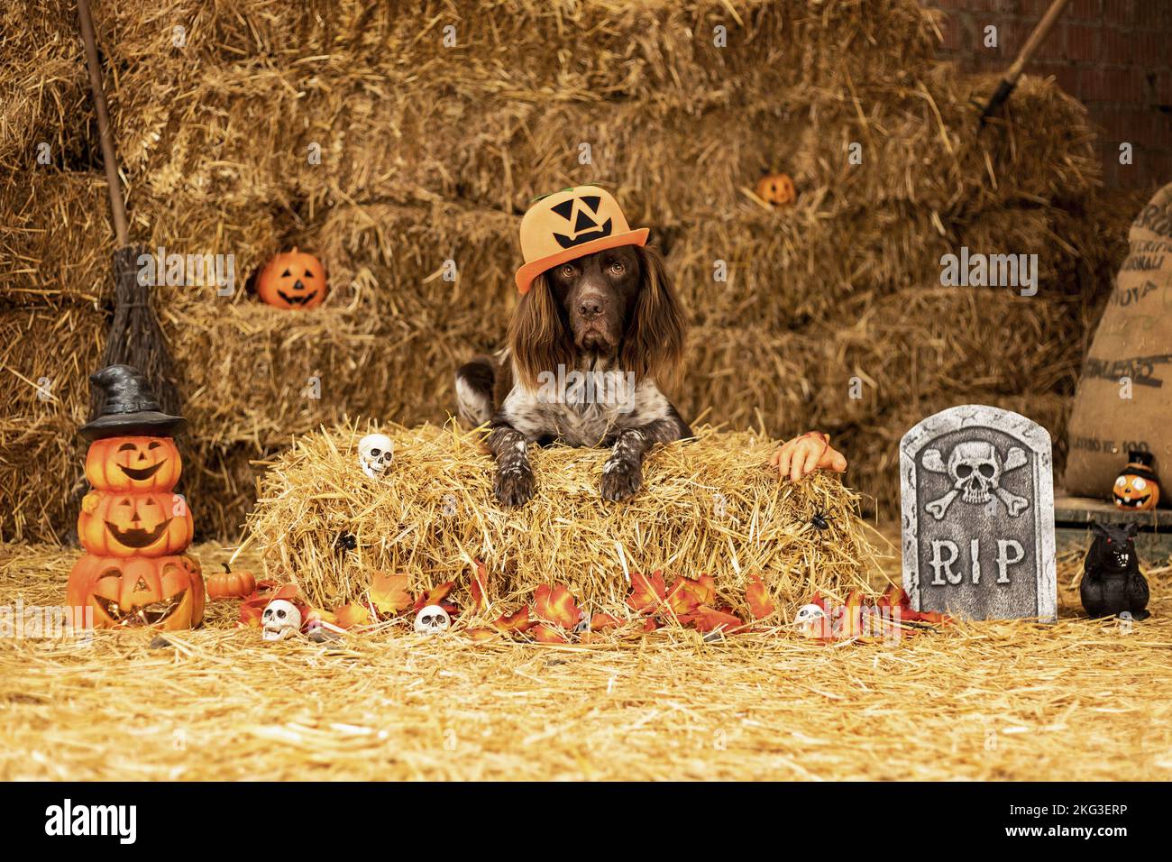 Giacente piccolo munsterlander Foto Stock