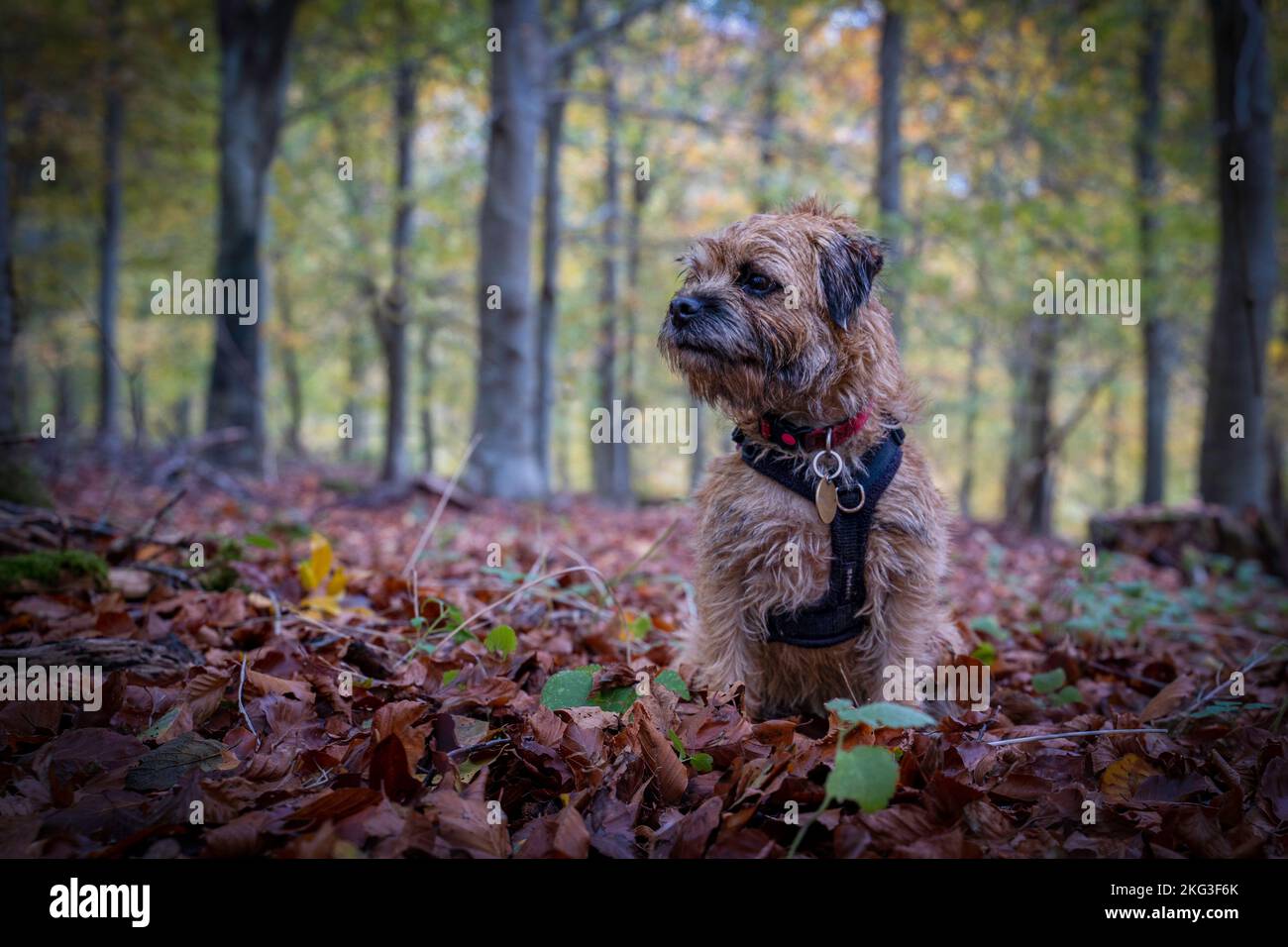 Border Terrier cane pazientemente seduto in boschi autunnali e circondato da tutti i colori dell'autunno. Foto Stock