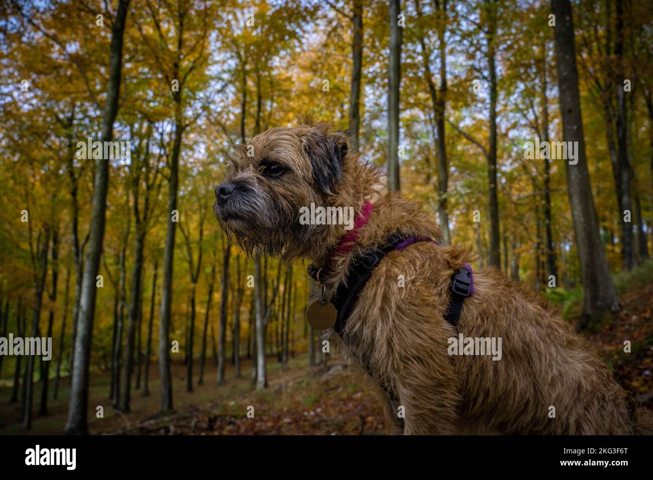 Border Terrier cane pazientemente seduto in boschi autunnali e circondato da tutti i colori dell'autunno. Foto Stock