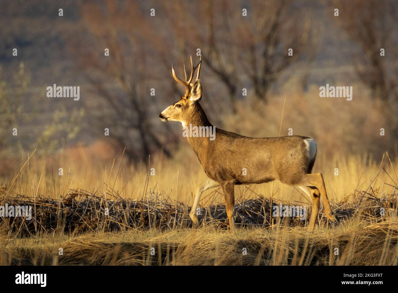 Rutting Mule Deer (Odocoileus hemionus) buck fotografato nella contea di Lassen, California, USA (Honey Lake Wildlife Area - Fleming Unit) Foto Stock