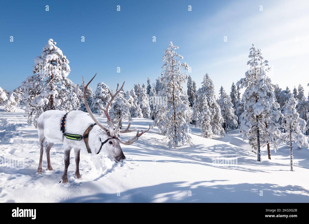 Renna bianca nella neve. Foto Stock