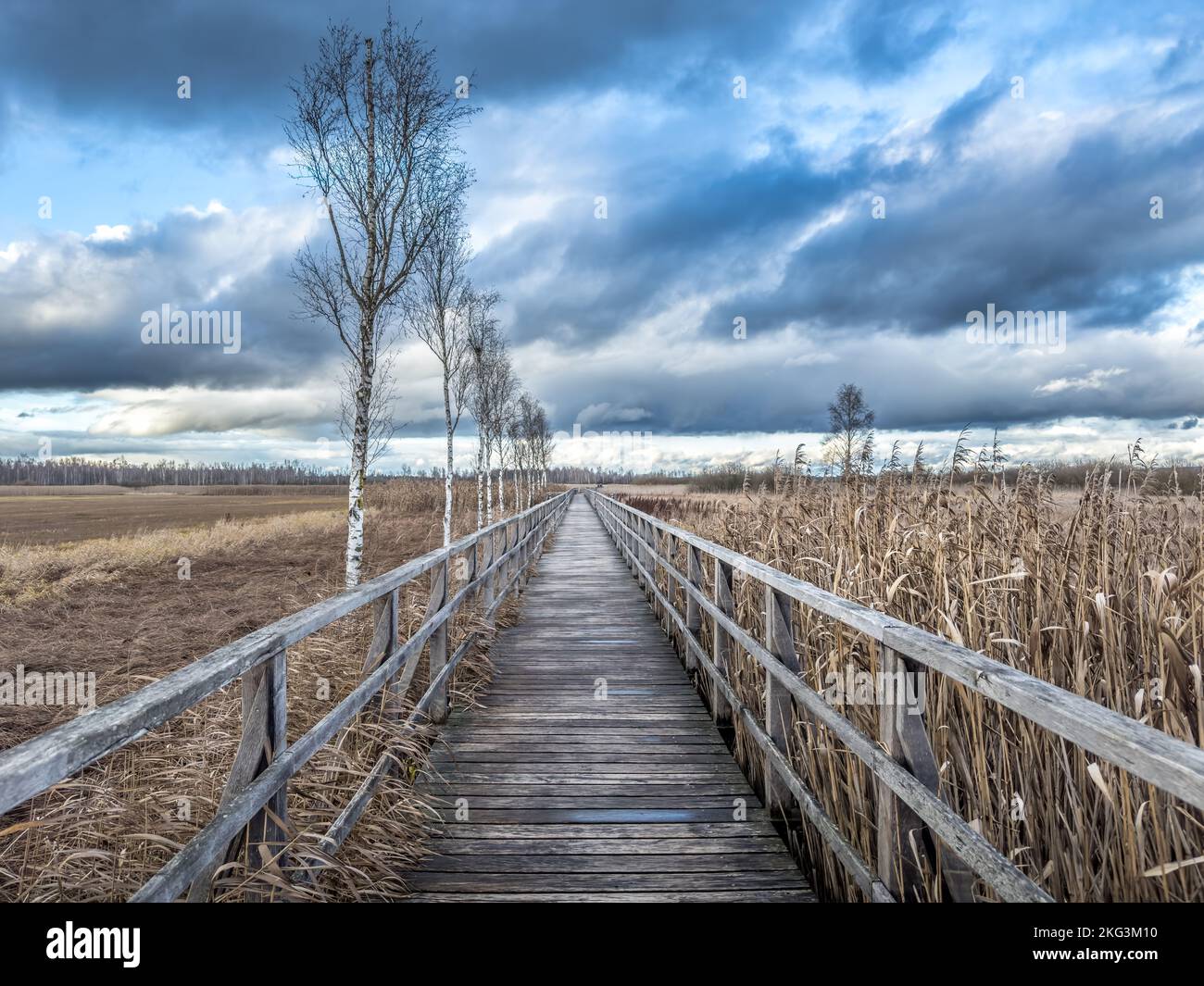 Passeggiata intorno al Federsee, Bad Buchau Foto Stock