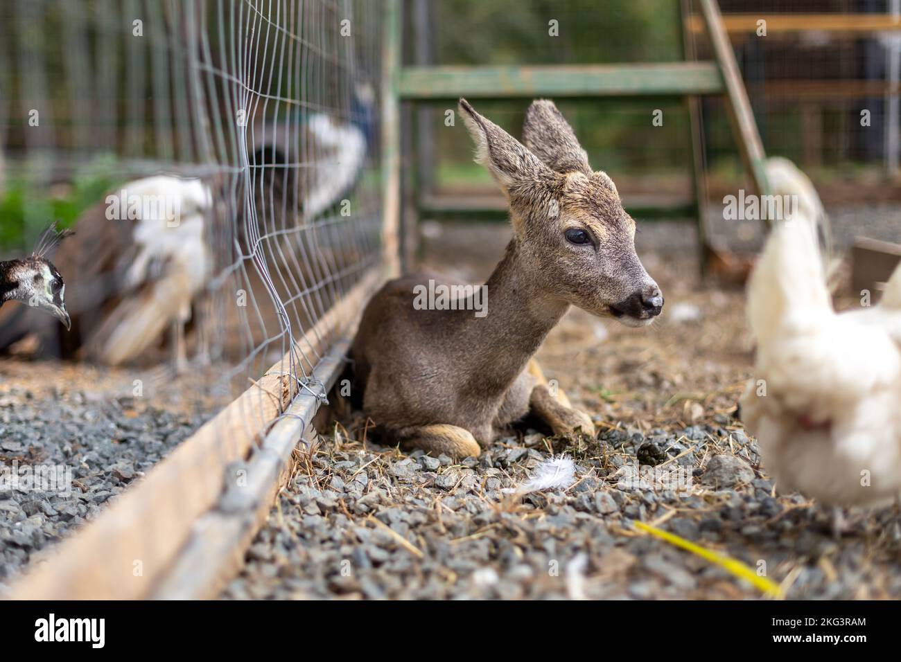 Un piccolo cervo seduto accanto a una recinzione su un terreno di ghiaia Foto Stock