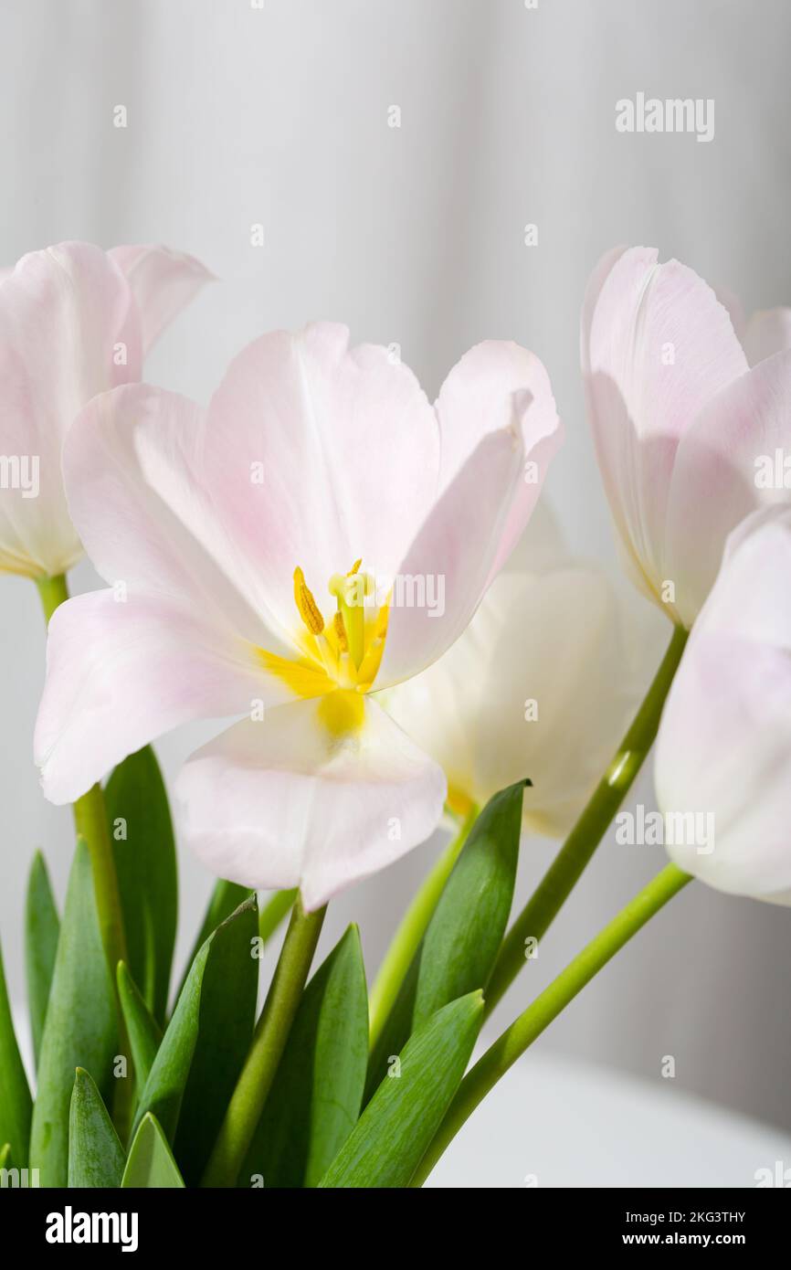 Tulipano rosa chiaro primavera fiori in vaso Foto Stock