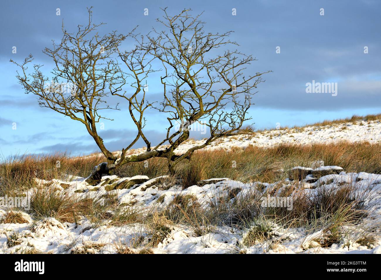 Lone albero in neve selvaggia coperto brughiera Lancashire che cresce attraverso il residuo di vecchie rovine stonewall con neve coperto brughiere e cielo invernale dietro. acceso Foto Stock
