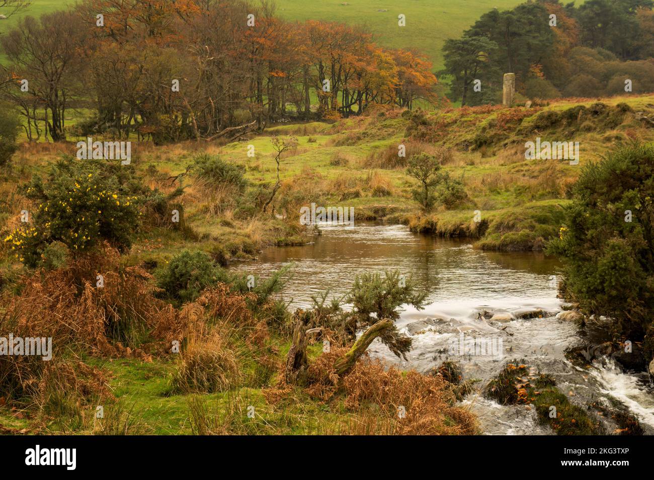 Dettaglio della valle nel Parco Nazionale di Dartmoor, Devon, Inghilterra. Novembre. Foto Stock