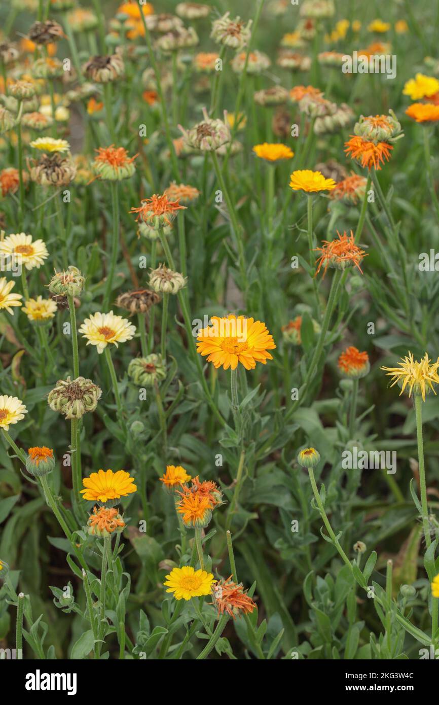 Teste di semi di fiori di marigold (Calendula officinalis). Foto Stock