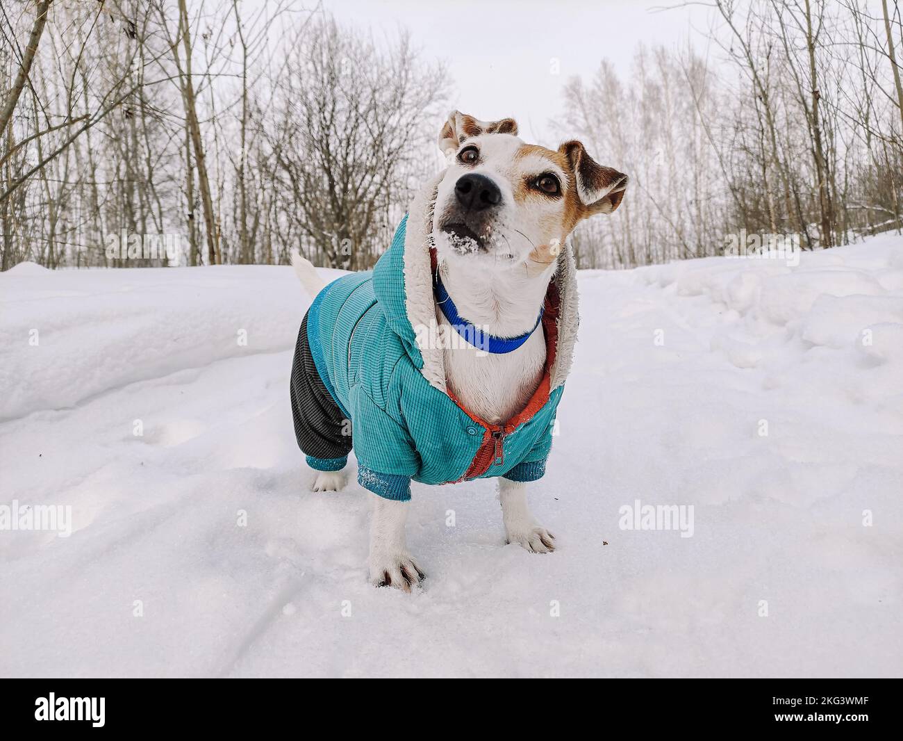 Cane vestito Jack Russell su una passeggiata in inverno nella neve, si alza cercando Lifestyle, copia spazio Foto Stock