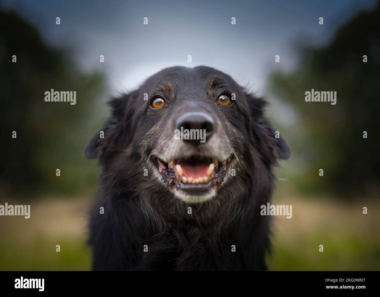 Primo piano di un carino cane faccia - bordo collie croce - isolato all'aperto, quasi sorridente! Foto Stock