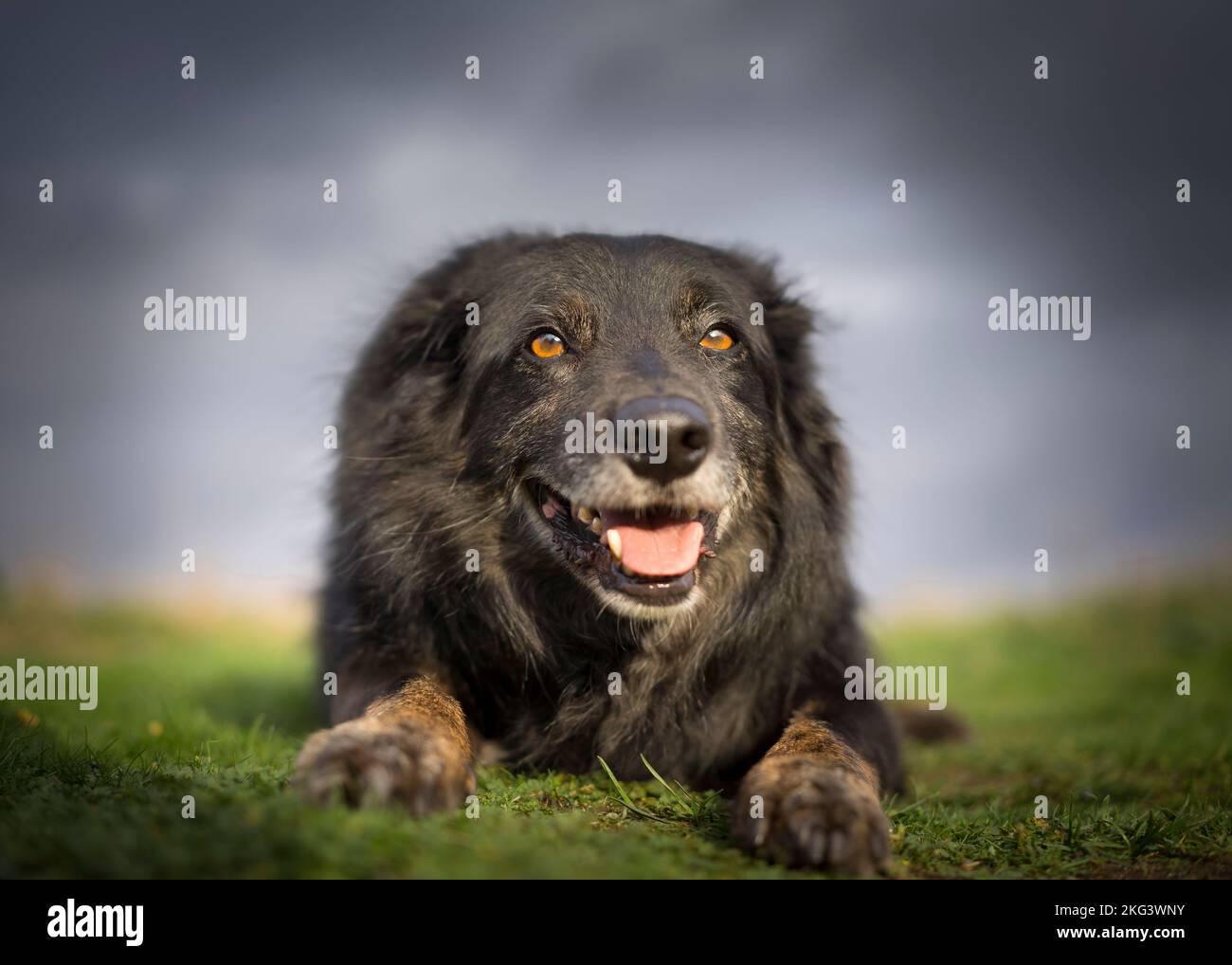 Primo piano di un simpatico cane da compagnia, collie di confine, spazi esterni isolati sdraiati sull'erba, zampe in avanti.ritratti di animali domestici del Regno Unito. Foto Stock