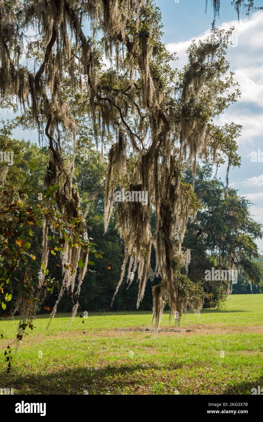 Alberi di quercia che sgocciolano con muschio spagnolo nel nord della Florida centrale. Foto Stock