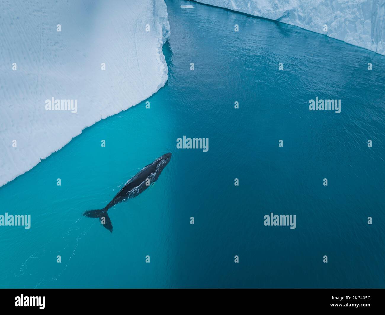 Megattere vicino iceberg da vista aerea Foto Stock