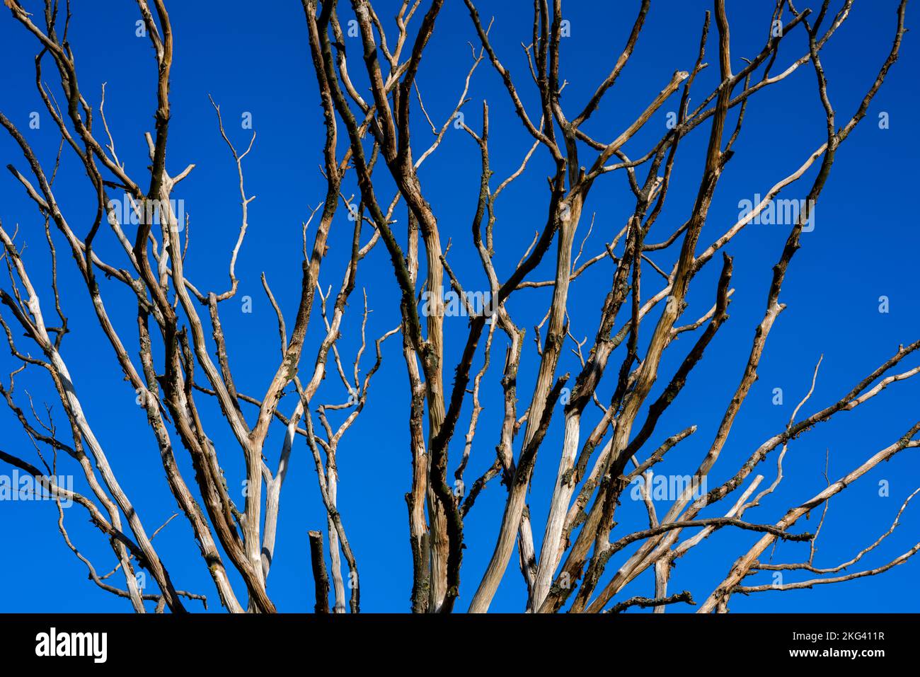 Albero morto, Weserbergland; Germania Foto Stock