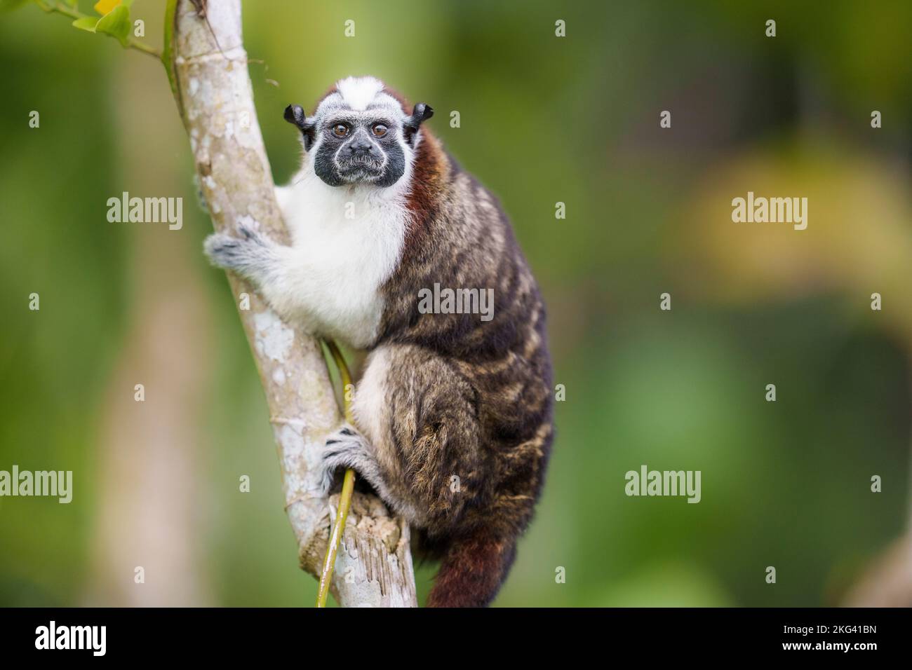Il Ritratto delle scimmie Tamarin di Geoffroy a Panama Foto Stock