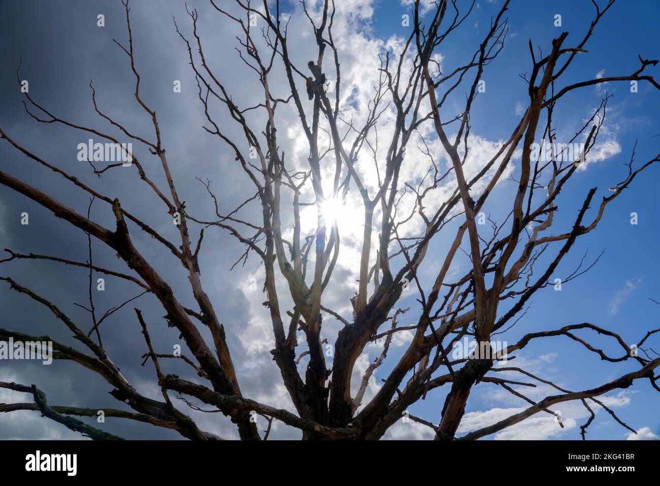 Albero morto, Weserbergland; Germania Foto Stock