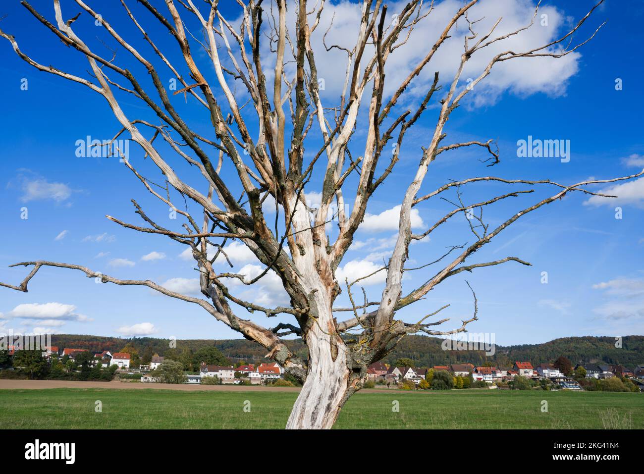 Paesaggio con un albero morto nel mese di settembre, Bodenfelde, Weserbergland, Germania Foto Stock
