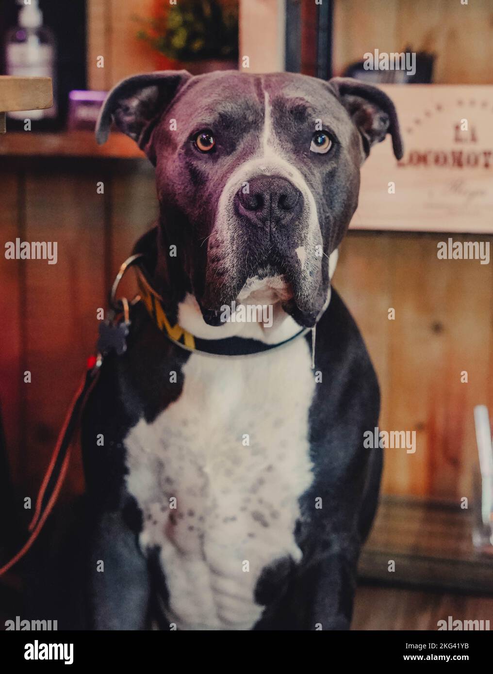 Bellissimo esemplare di pitbull grigio Foto Stock