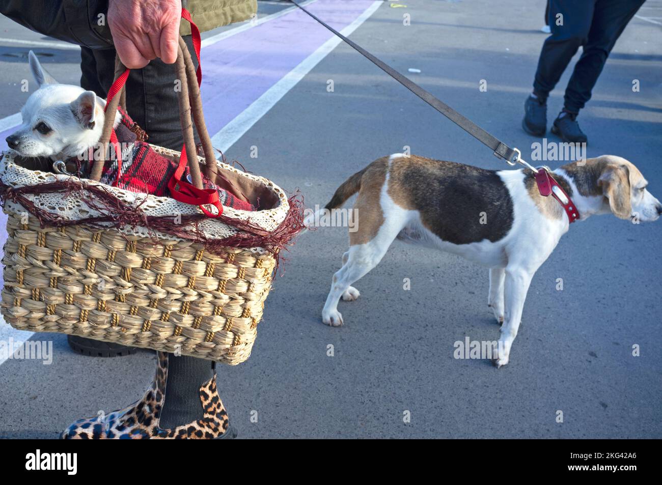 Un cane in una borsa a Brighton Marina Car Boot sale Foto Stock