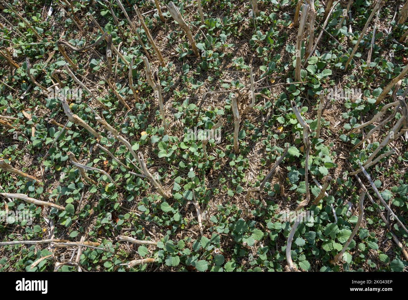 Campo di colza raccolto nel mese di settembre, Weserbergland, Germania Foto Stock