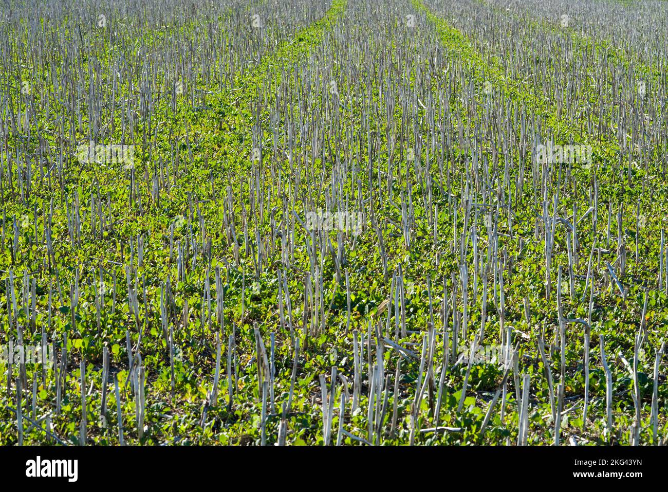 Campo di colza raccolto nel mese di ottobre, Weserbergland, Germania Foto Stock