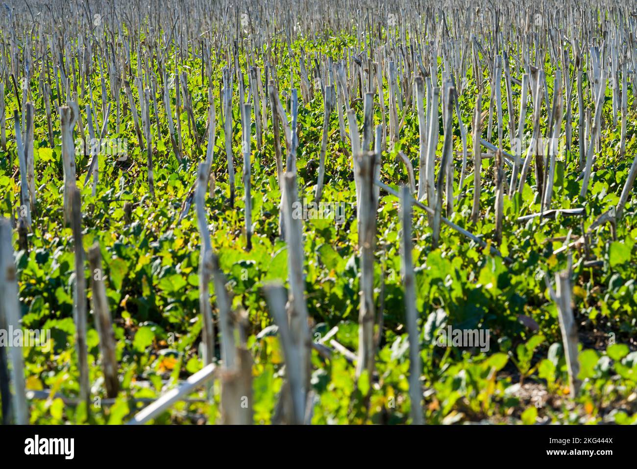 Campo di colza raccolto nel mese di ottobre, Weserbergland, Germania Foto Stock