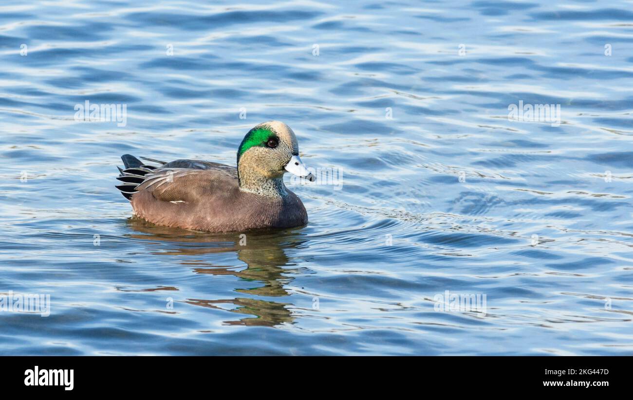 Allevamento maschio anatra Wigeon americana (Mareca americana) nel lago Ontario Foto Stock