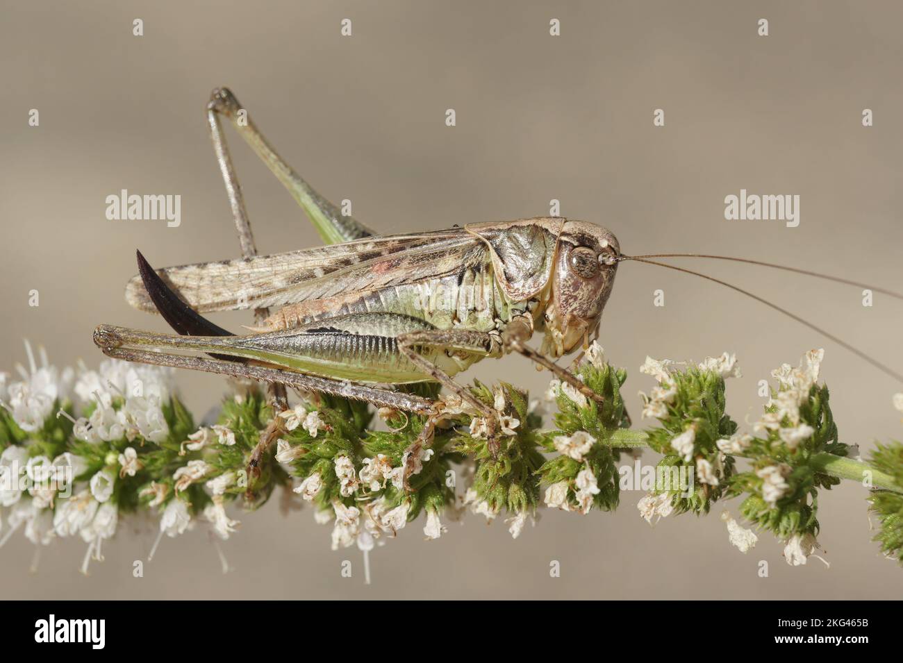 Primo piano naturale su un cavallino marrone mediterraneo a corna lunga, Platycleis sabulosa seduto su un fiore bianco Foto Stock