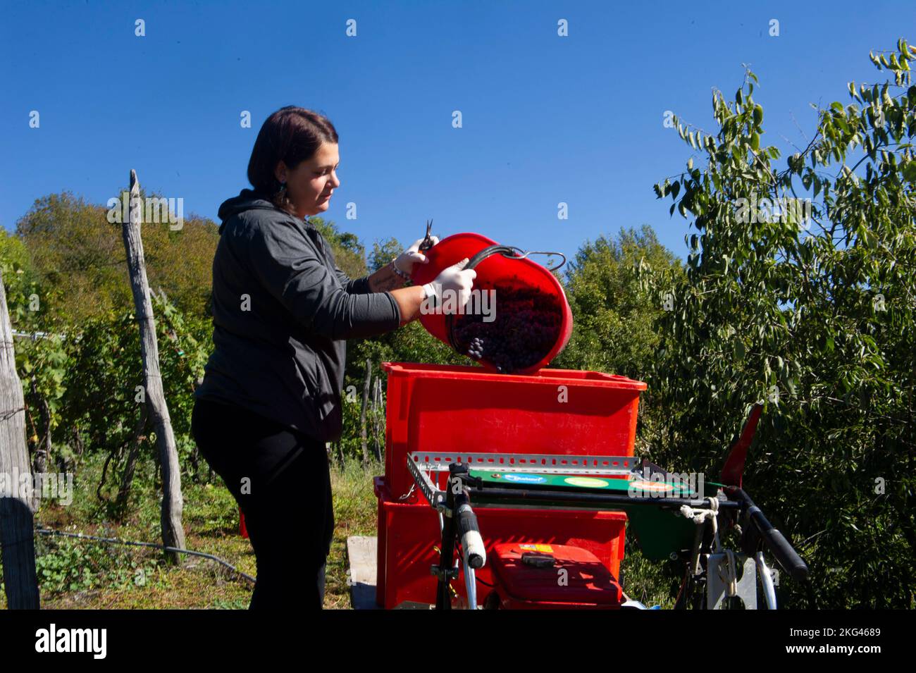 2021 ottobre 21 - Europa, Italia, Lombardia, Sondrio, Chiuro, vendemmia di uve mature nelle file sulle terrazze. Foto Stock