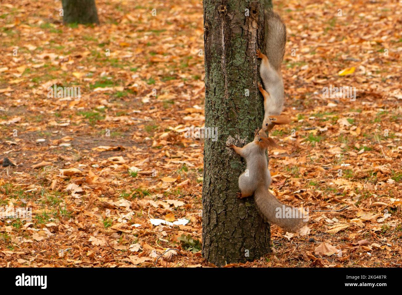 Gli scoiattoli baciano nel parco autunnale. Paesaggio autunnale. Foto Stock