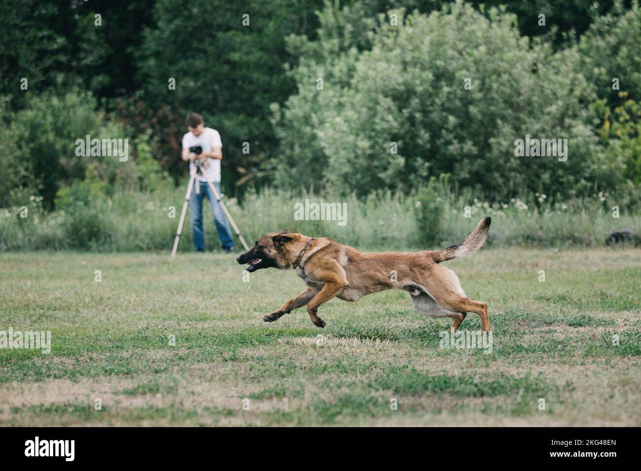 Cane malinois lavoro. Cane pastore belga. Polizia, cane di guardia Foto Stock