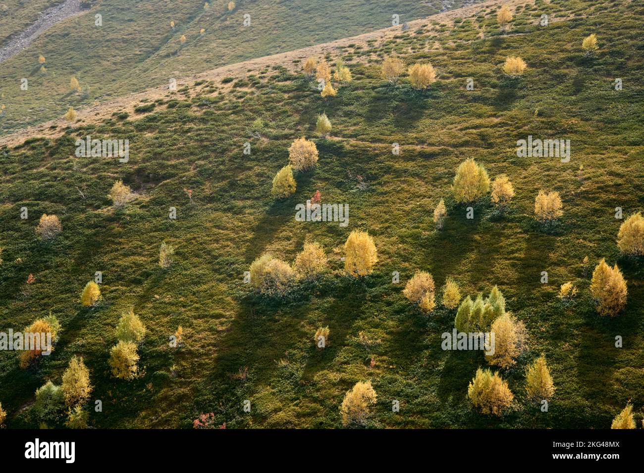 Gebirgshang, Bäume mit Herbstlaub im Gegenlicht, bei Stepanzminda, Stepantsminda, Region Mzcheta-Mtianeti, Großer Kaukasus, Georgien Foto Stock