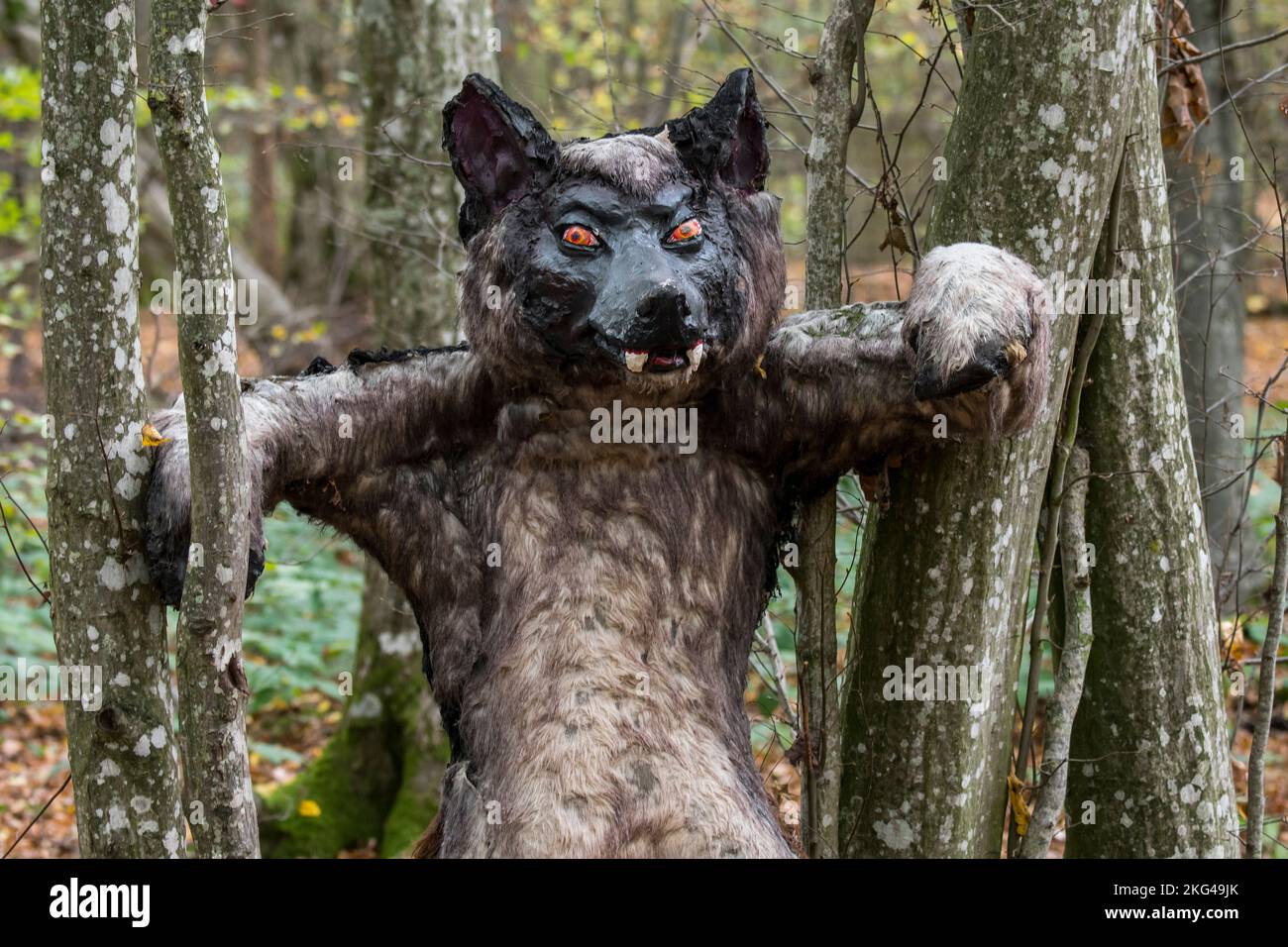 Pauroso puppet di lupo mannaro in foresta / bosco, umano con la capacità di shapeshift in un lupo nel folclore europeo Foto Stock