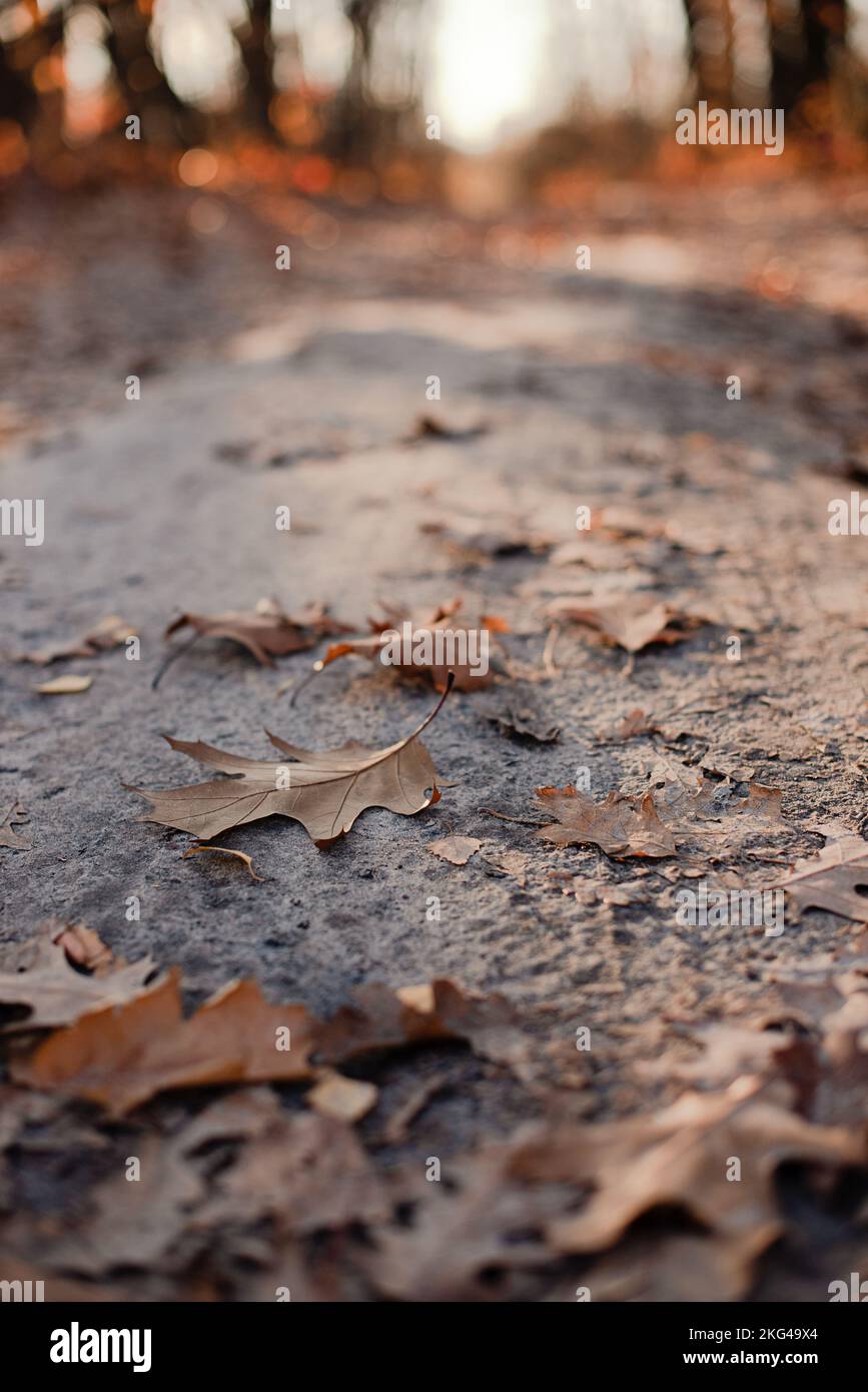 Fotografia verticale della strada autunnale con foglie asciutte. Foto Stock