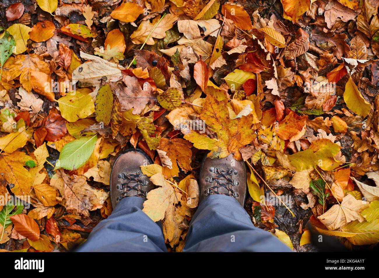 Vista dall'alto degli stivali nelle foglie d'autunno dorate, sfondo naturale. Foto Stock