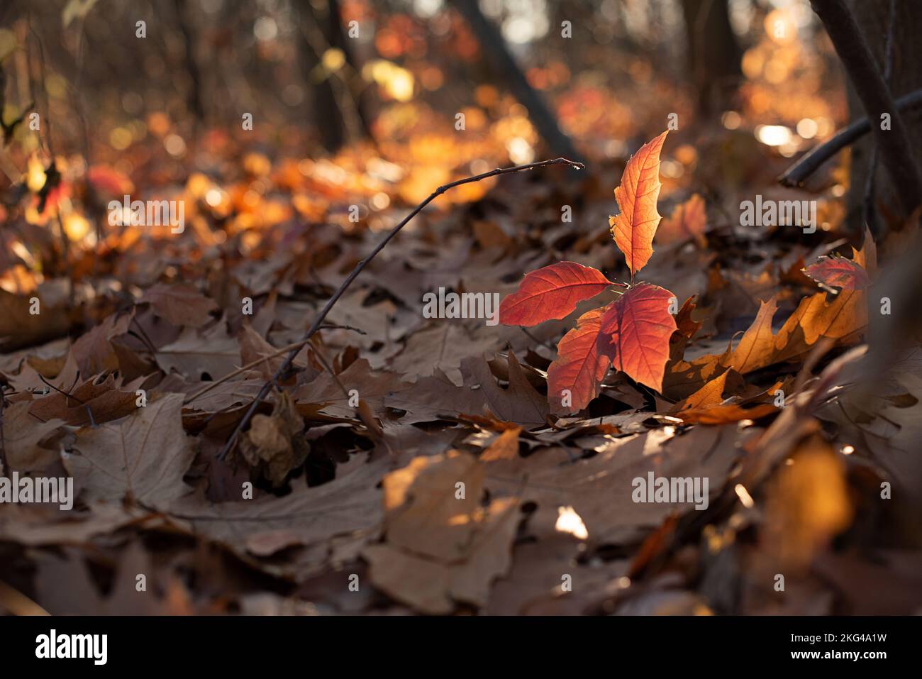 Fotografia in primo piano di foglie autunnali dorate alla luce del sole. Foto Stock
